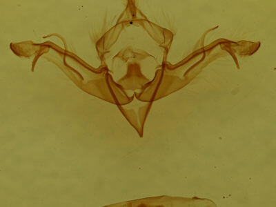 genitalia view of adult Eupsilia vinulenta
