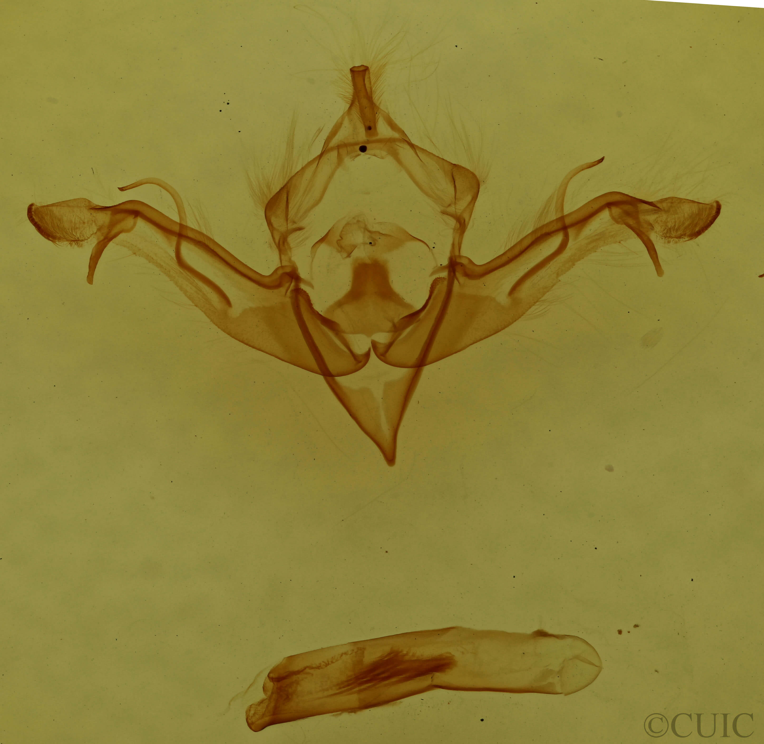 genitalia view of adult Eupsilia vinulenta