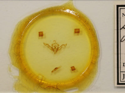 slide view of adult Eupsilia vinulenta