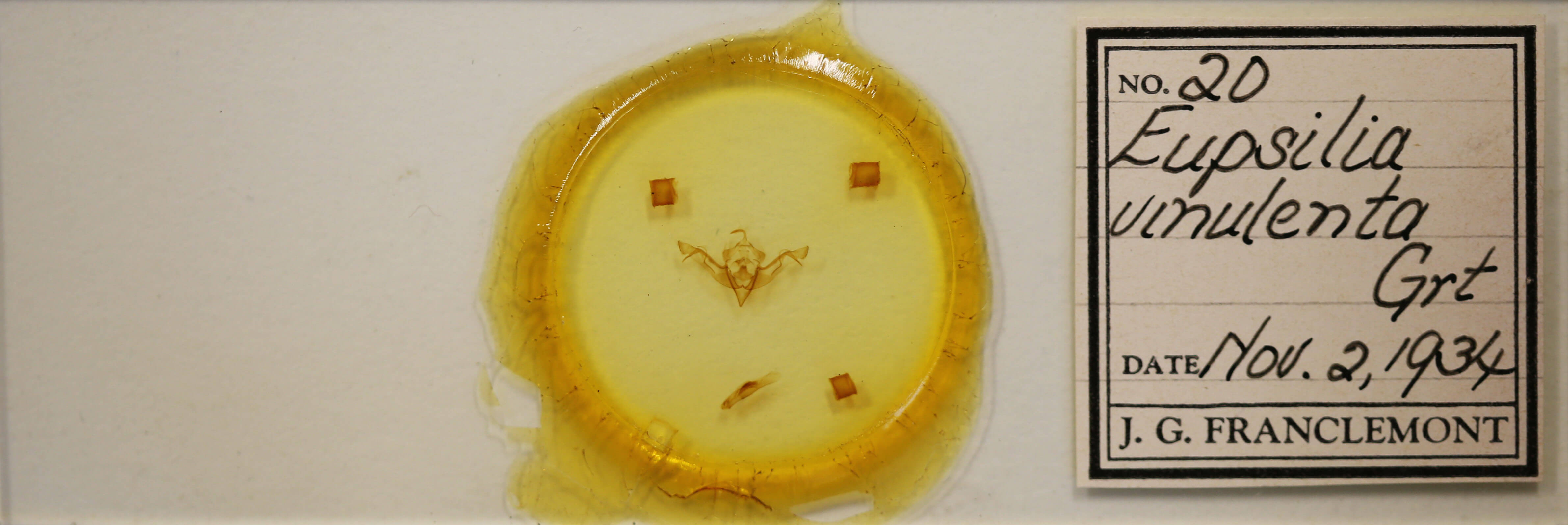 slide view of adult Eupsilia vinulenta