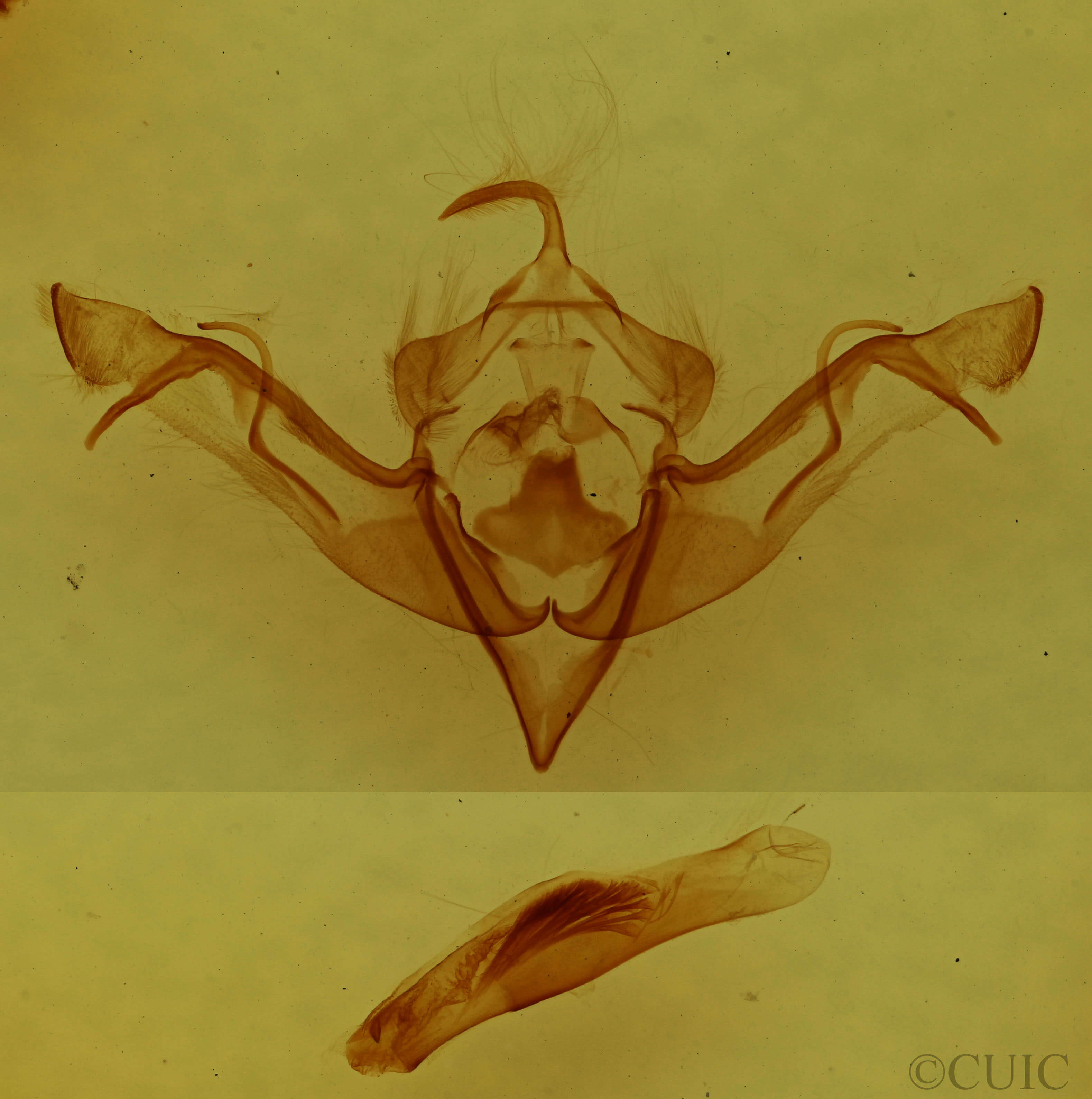 genitalia view of adult Eupsilia vinulenta