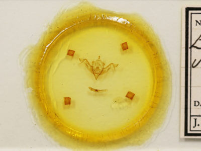 slide view of adult Eupsilia vinulenta