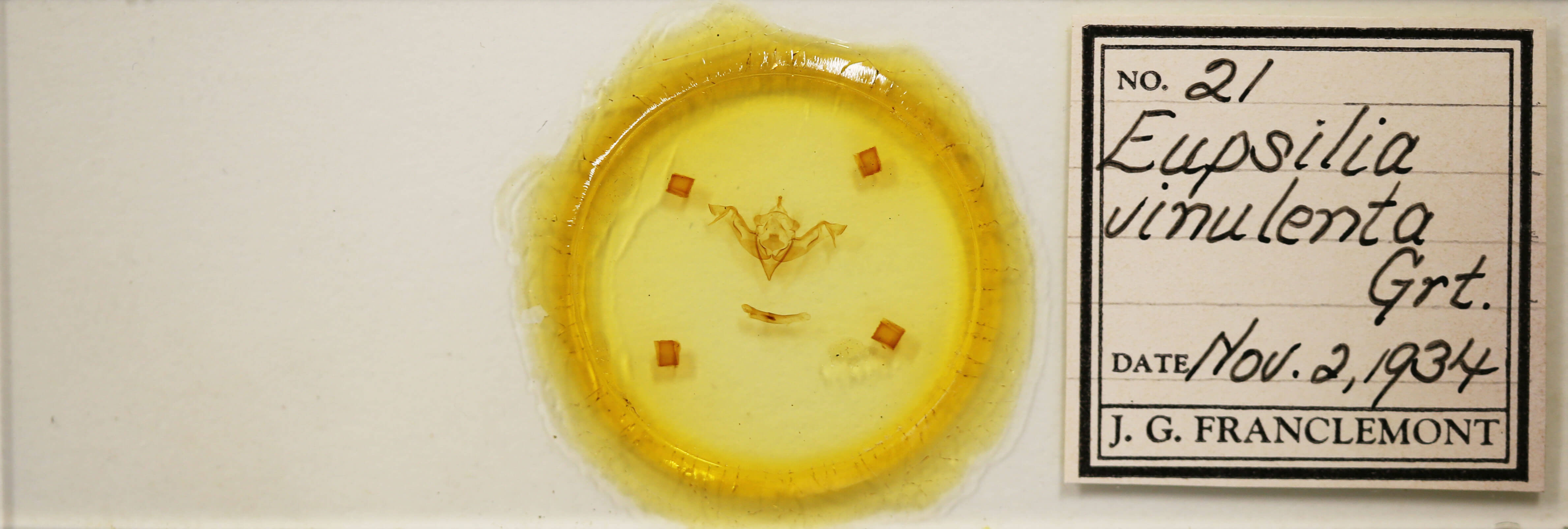 slide view of adult Eupsilia vinulenta