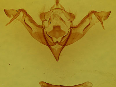 genitalia view of adult Eupsilia vinulenta