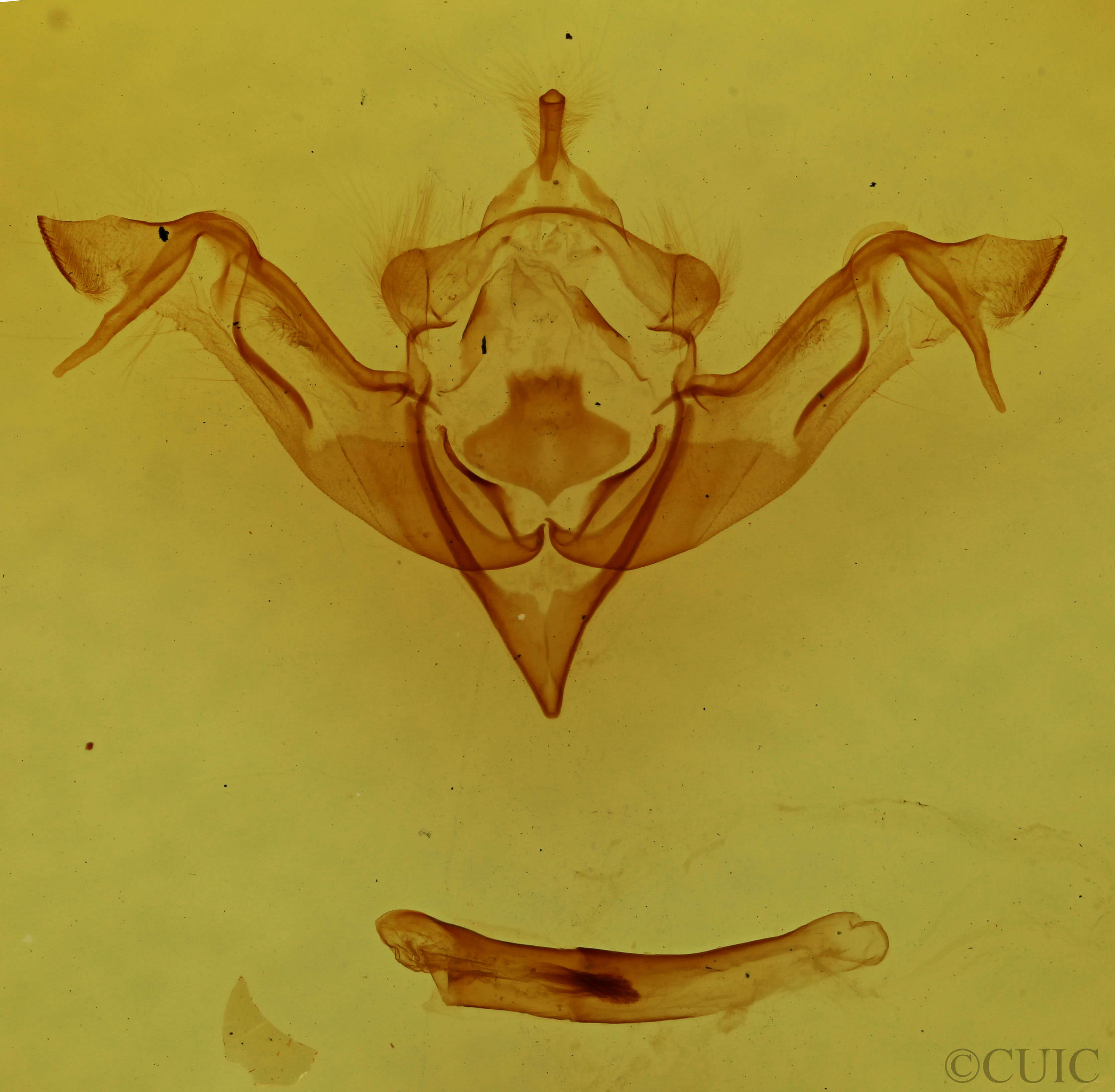 genitalia view of adult Eupsilia vinulenta