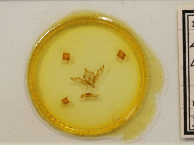 slide view of adult Eupsilia vinulenta