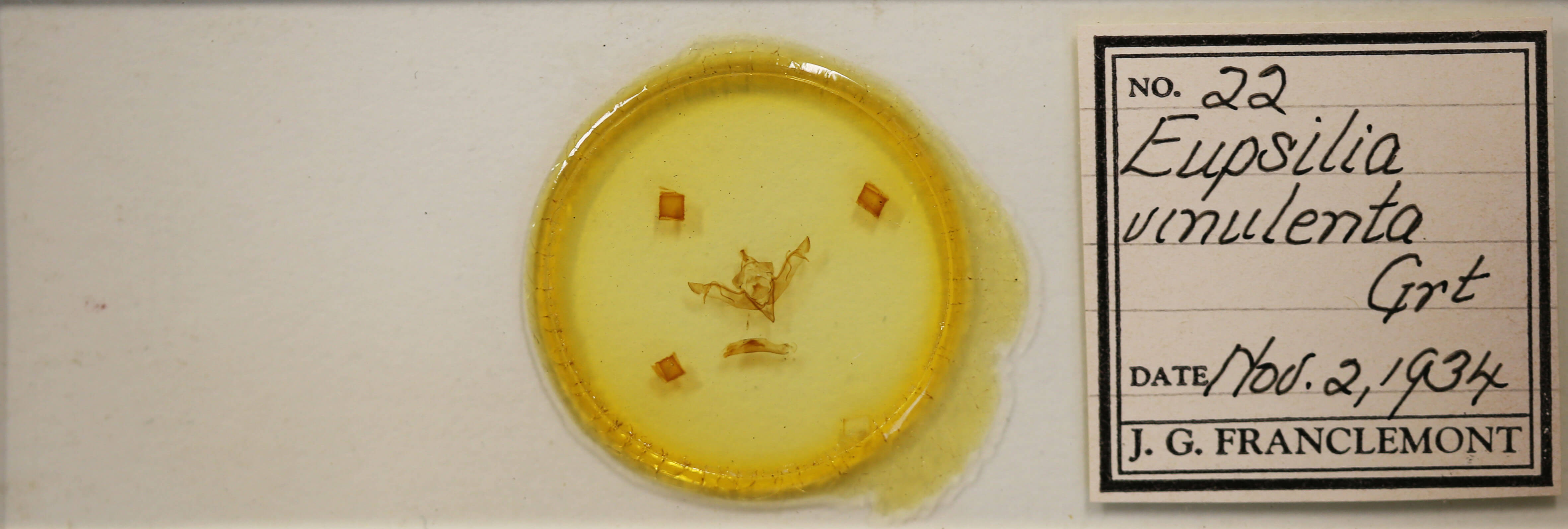 slide view of adult Eupsilia vinulenta