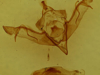 genitalia view of adult Eupsilia vinulenta