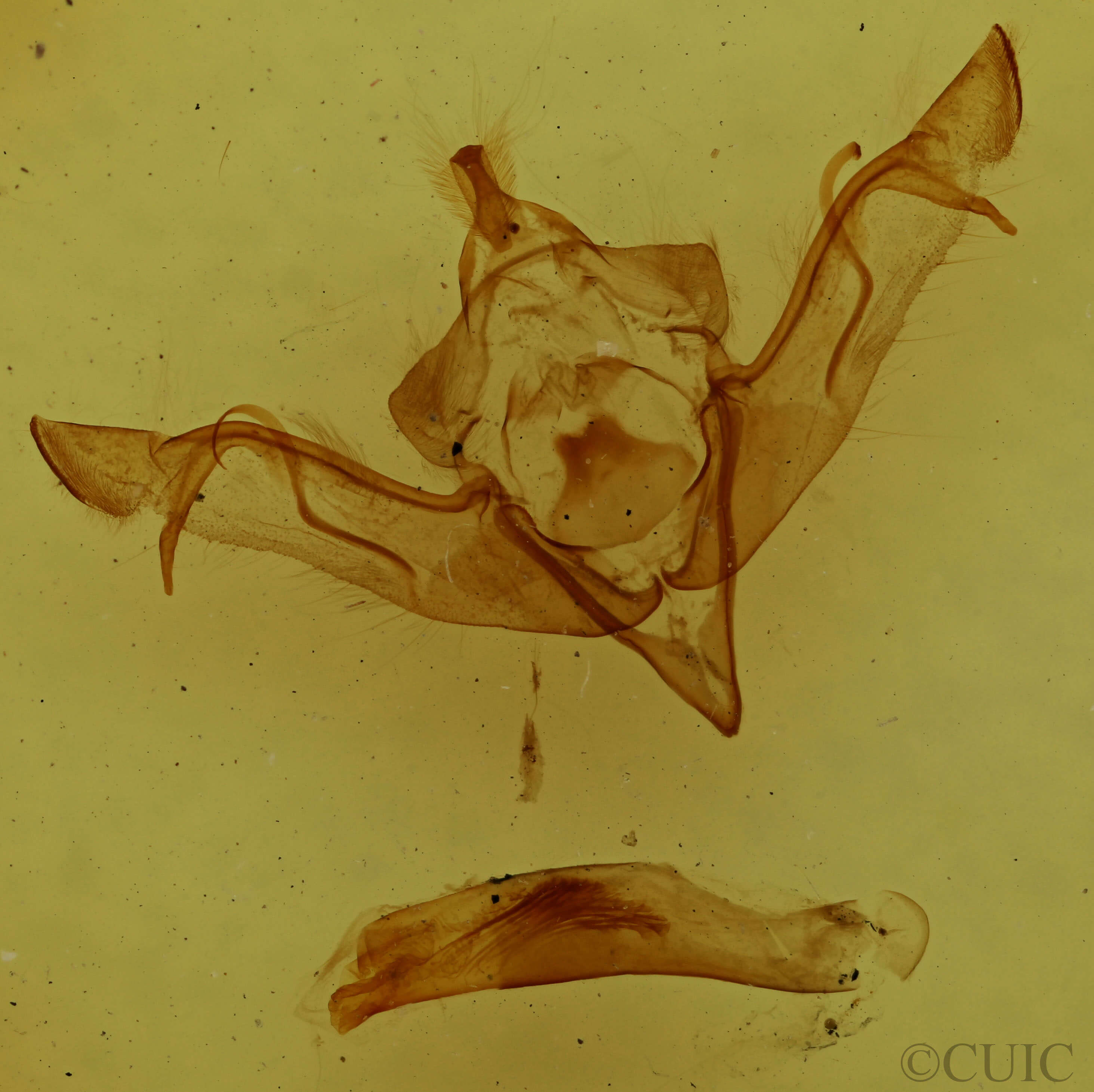 genitalia view of adult Eupsilia vinulenta