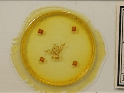 slide view of adult Eupsilia vinulenta