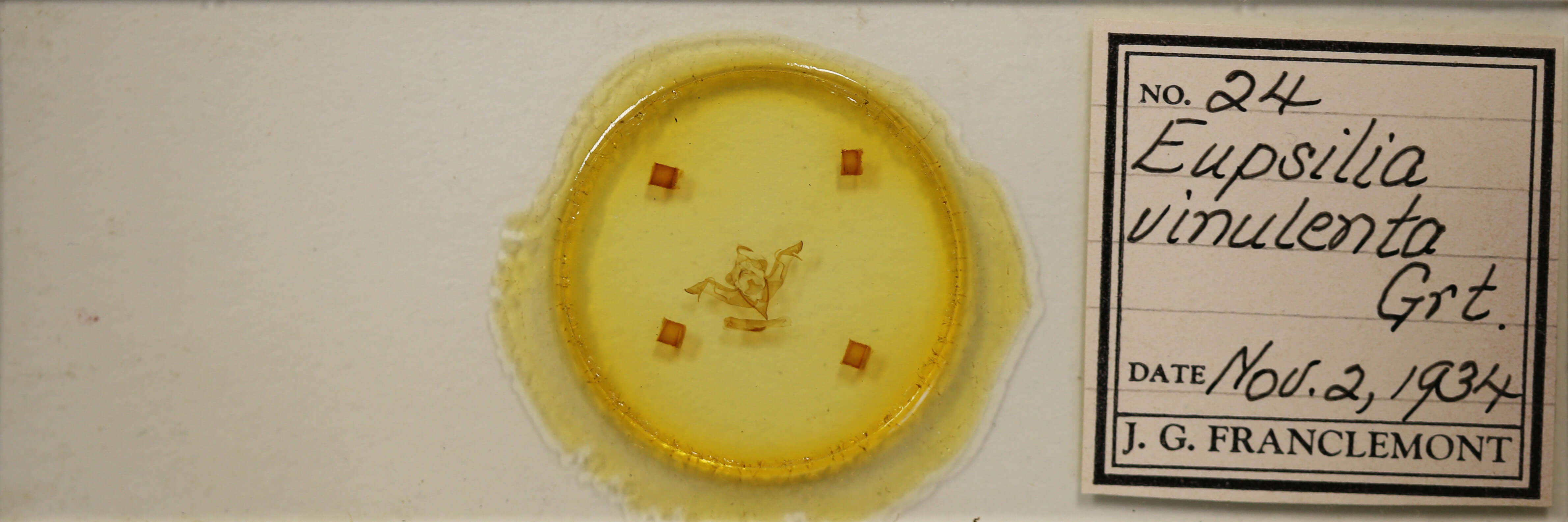 slide view of adult Eupsilia vinulenta