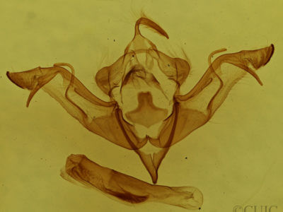 genitalia view of adult Eupsilia vinulenta