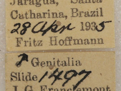 label view of adult Farigia sp.