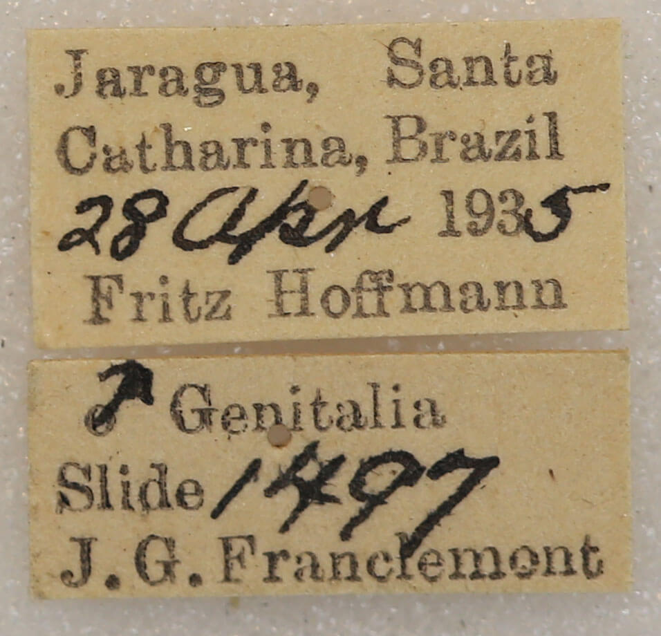 label view of adult Farigia sp.