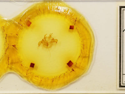 slide view of adult Farigia sp.