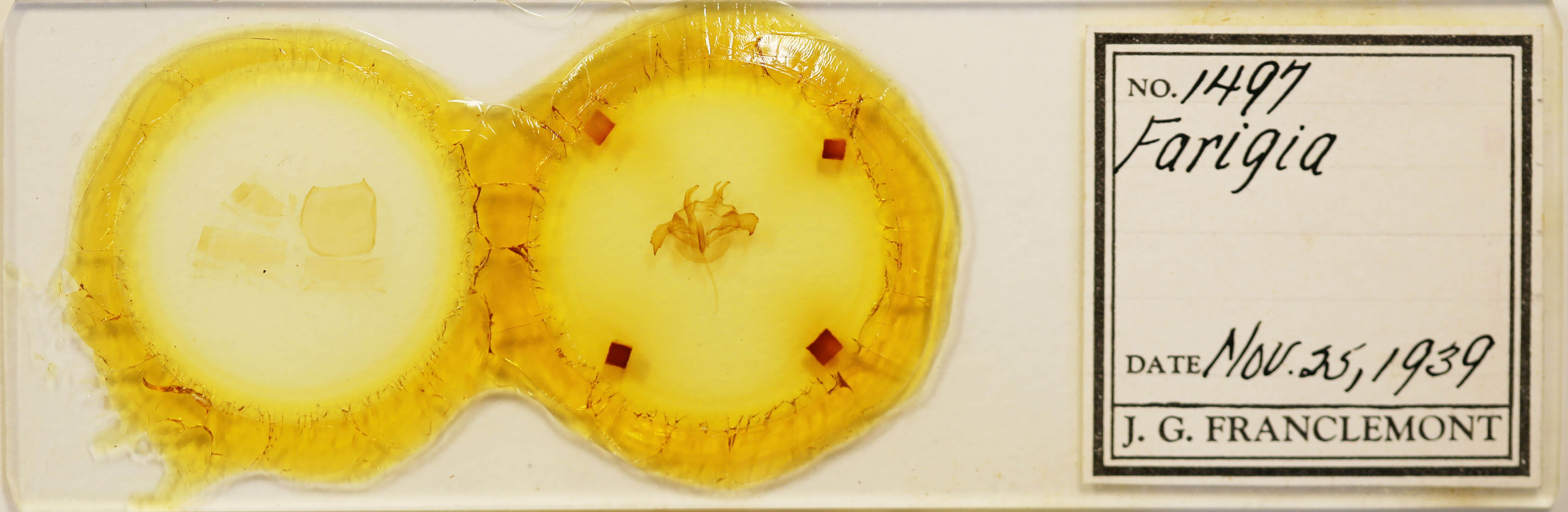 slide view of adult Farigia sp.