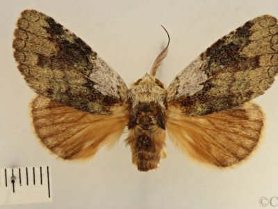 dorsal view of adult Farigia sp.