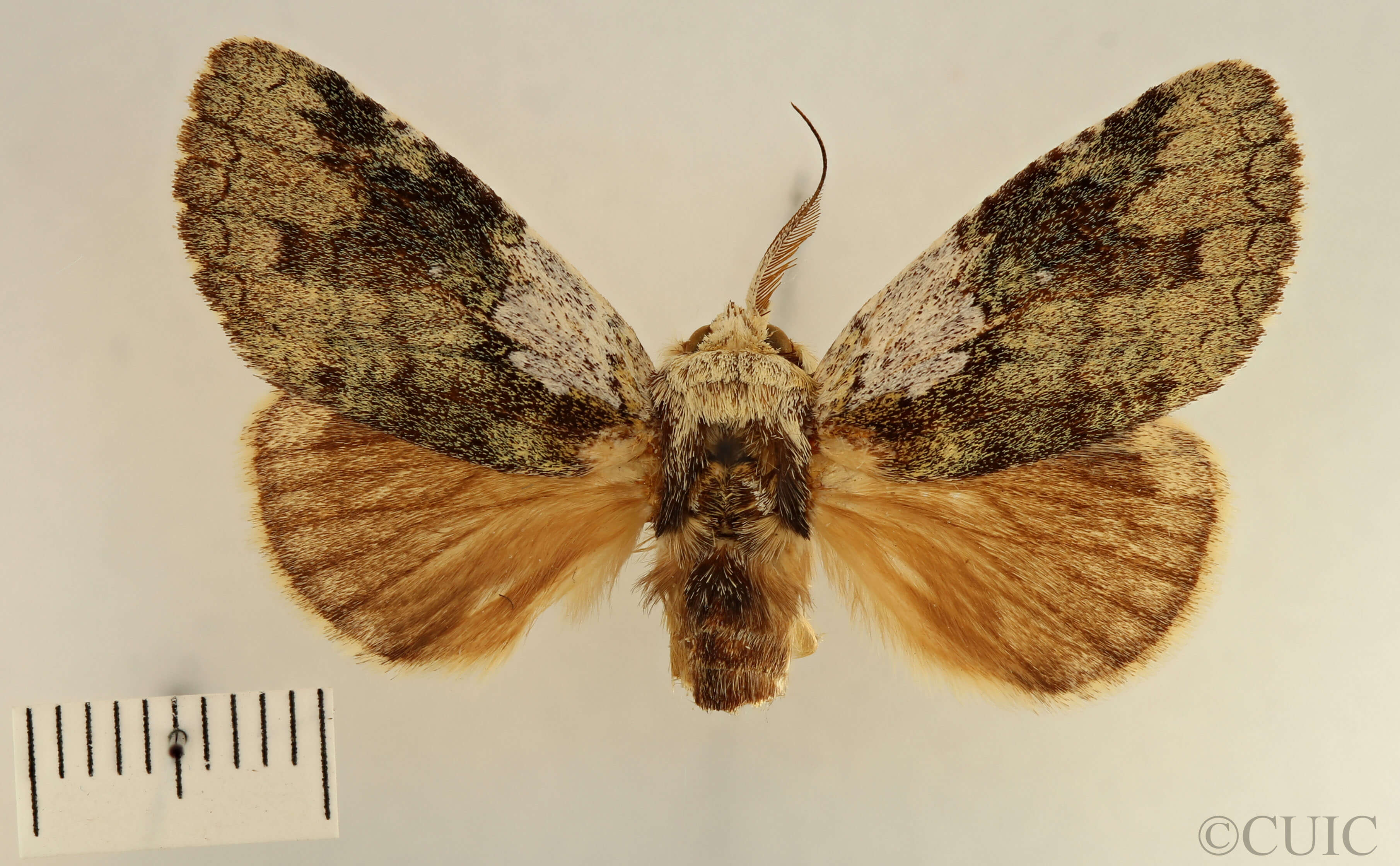 dorsal view of adult Farigia sp.