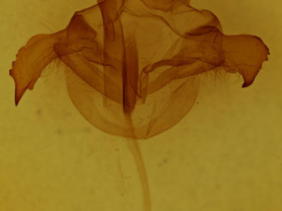 genitalia view of adult Farigia sp.