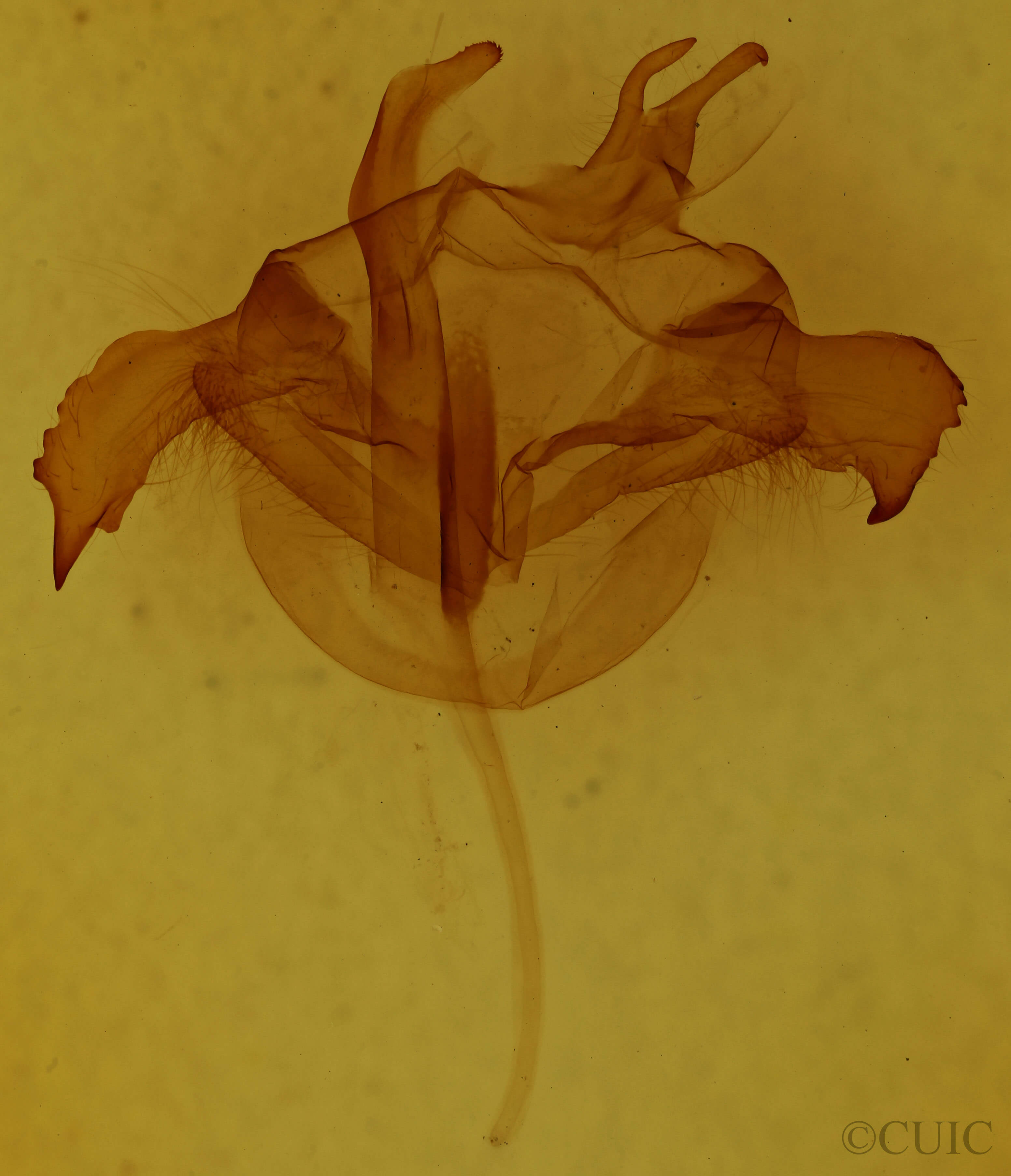 genitalia view of adult Farigia sp.