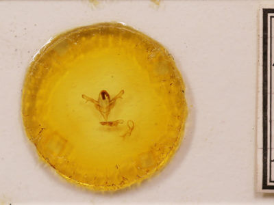 slide view of adult Feralia deceptiva