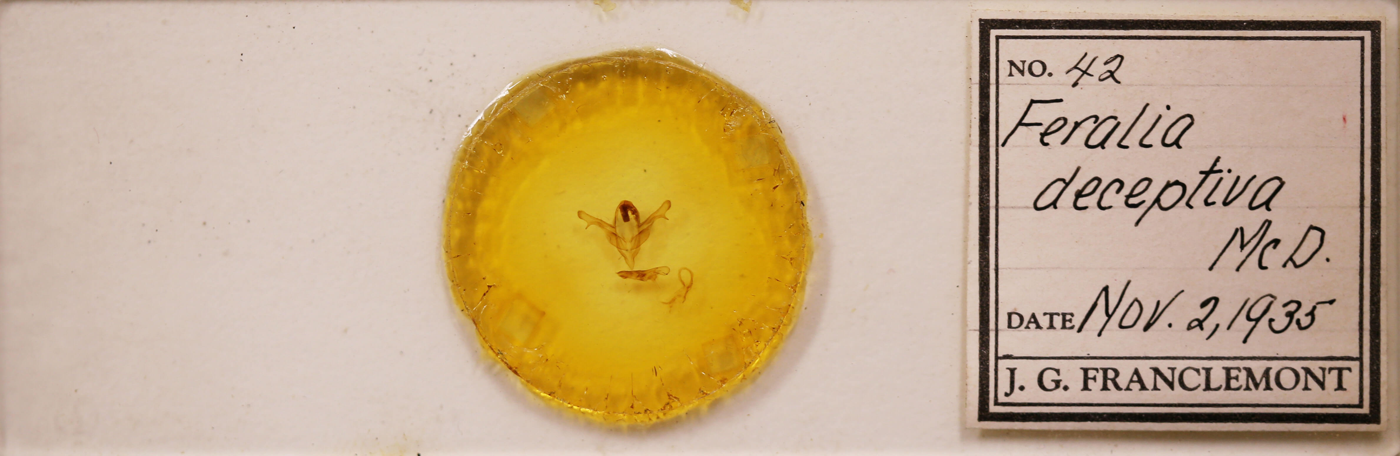 slide view of adult Feralia deceptiva