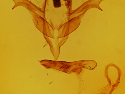 genitalia view of adult Feralia deceptiva