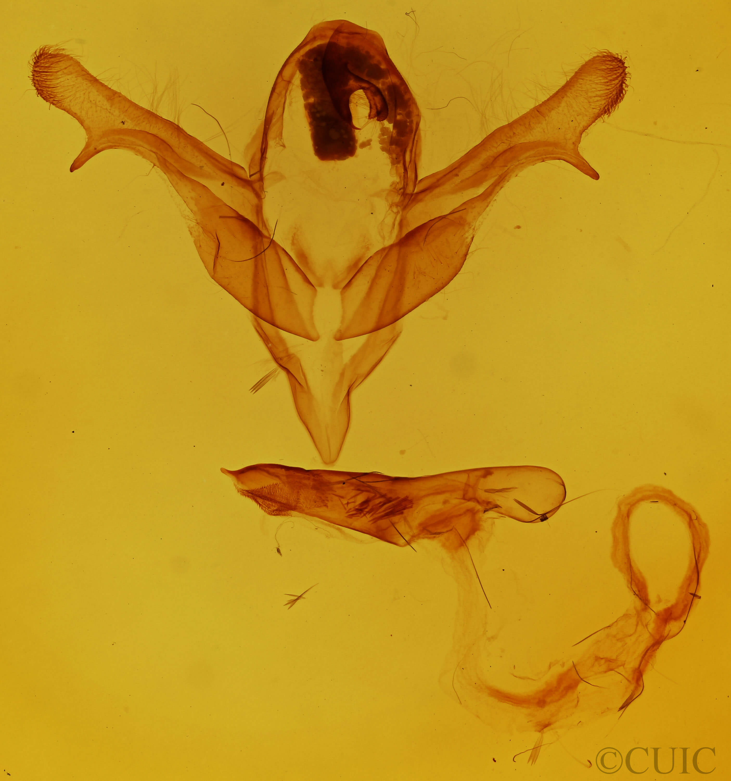 genitalia view of adult Feralia deceptiva
