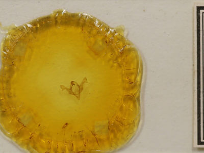 slide view of adult Feralia februalis