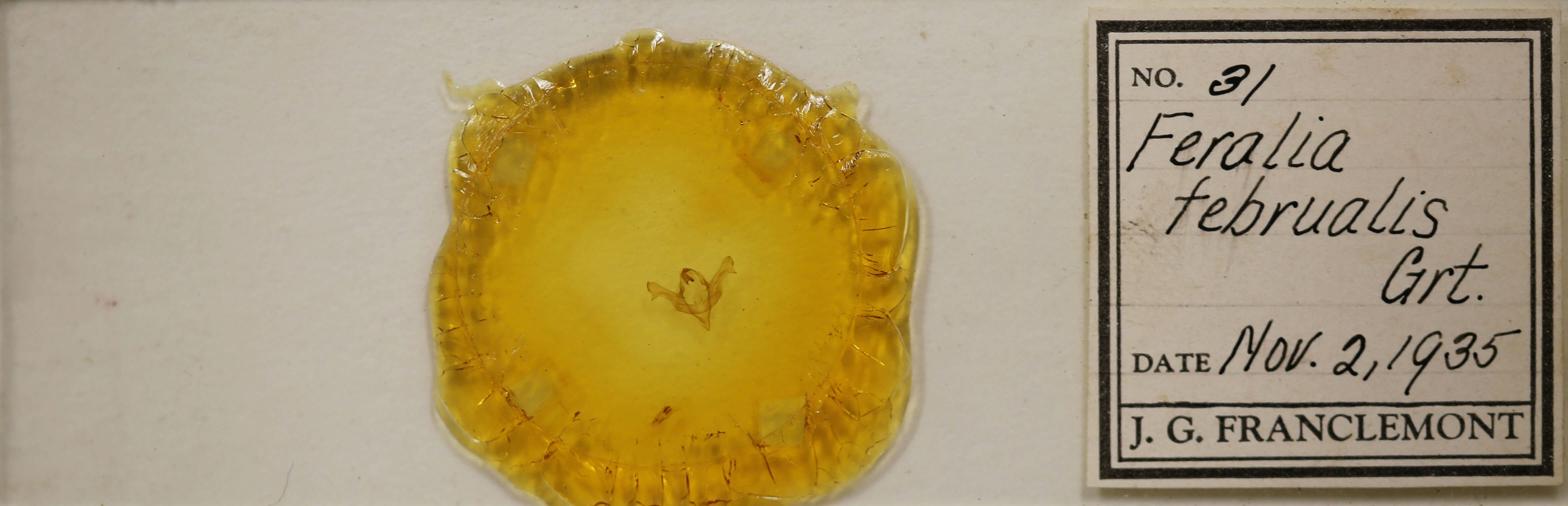 slide view of adult Feralia februalis