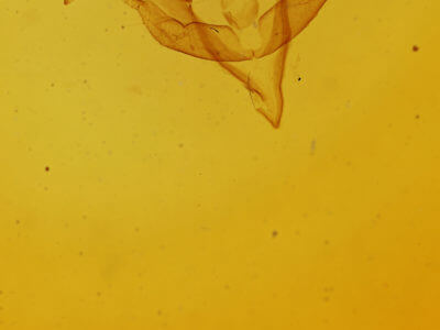 genitalia view of adult Feralia februalis