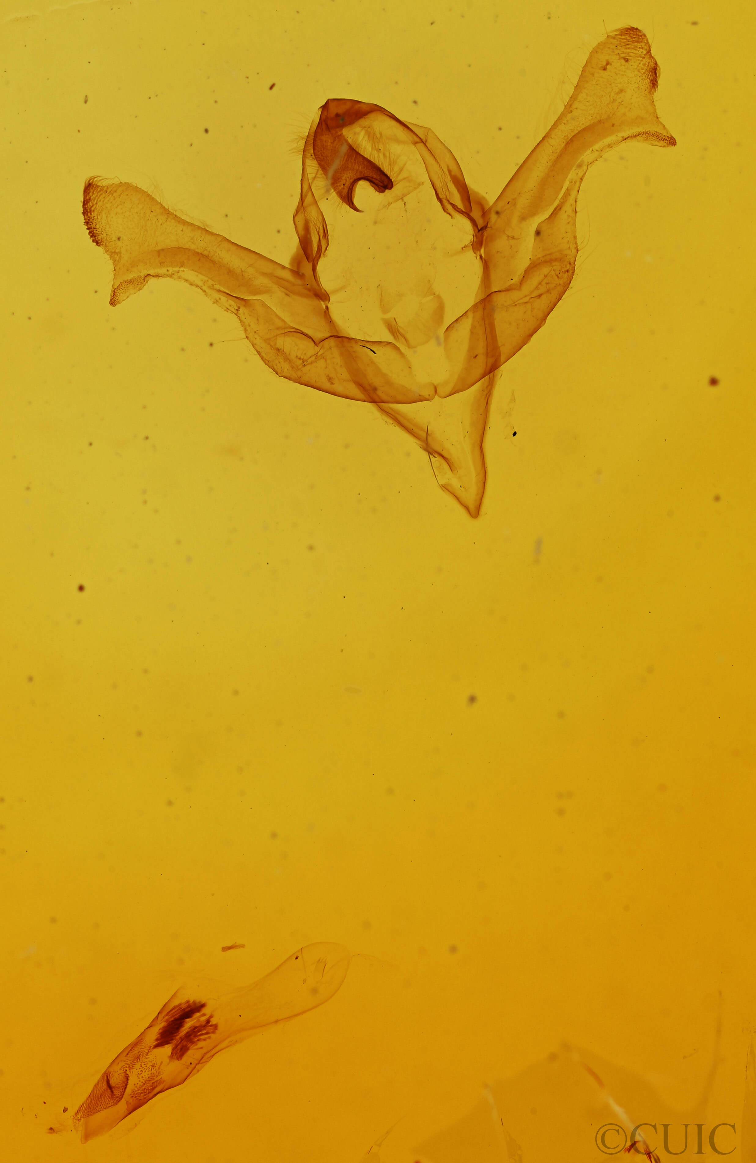 genitalia view of adult Feralia februalis