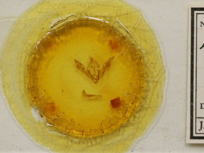 slide view of adult Lithophane antennata