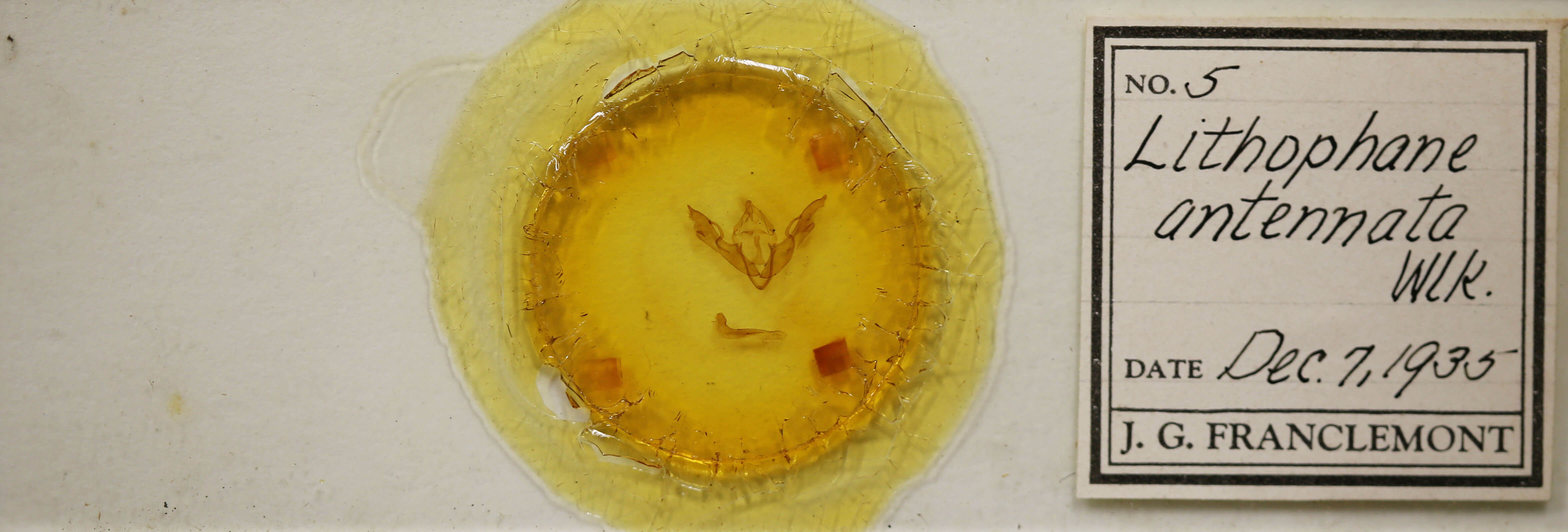 slide view of adult Lithophane antennata