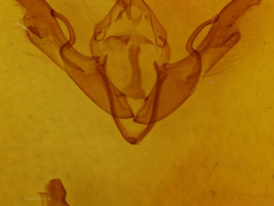 genitalia view of adult Lithophane antennata