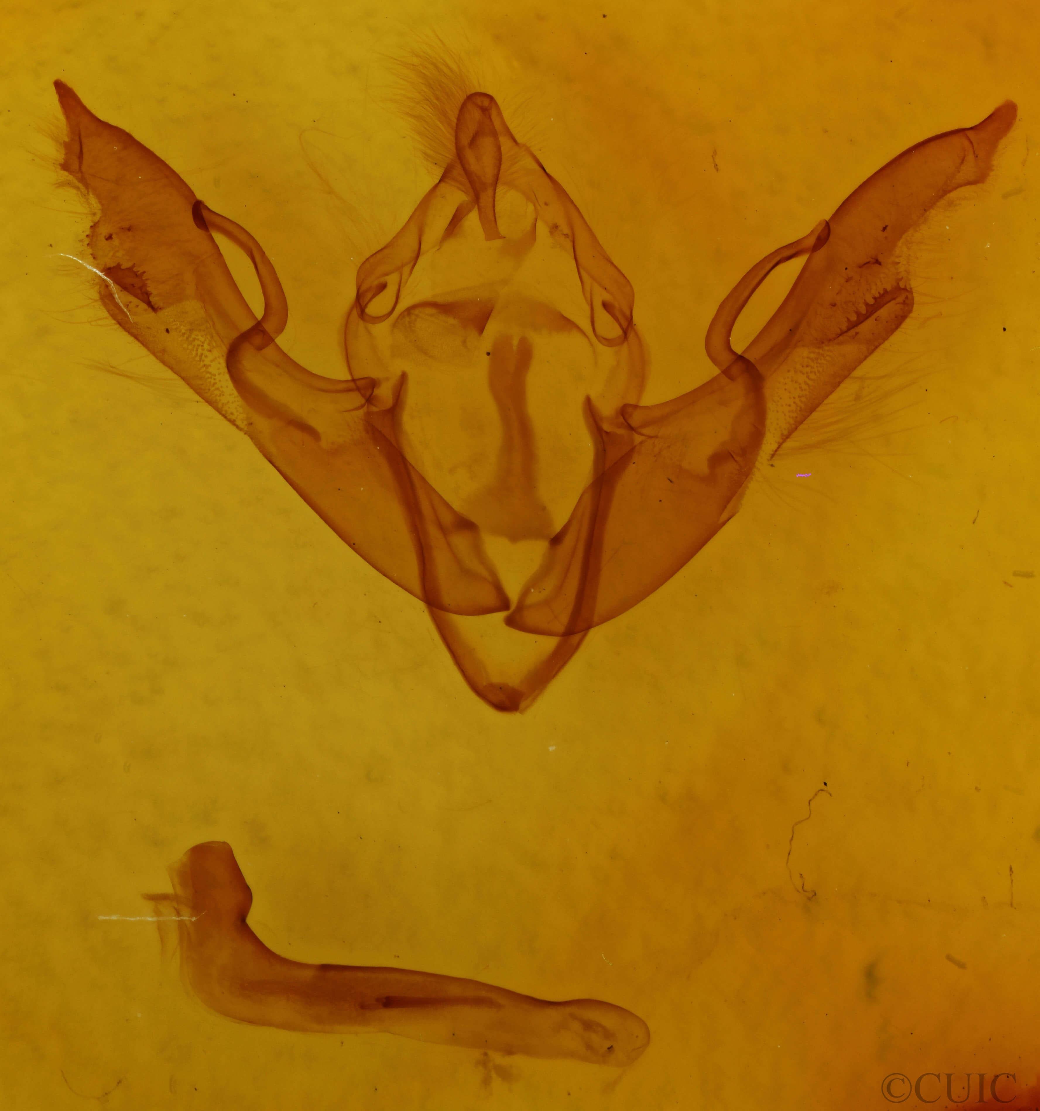 genitalia view of adult Lithophane antennata