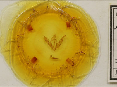 slide view of adult Lithophane antennata