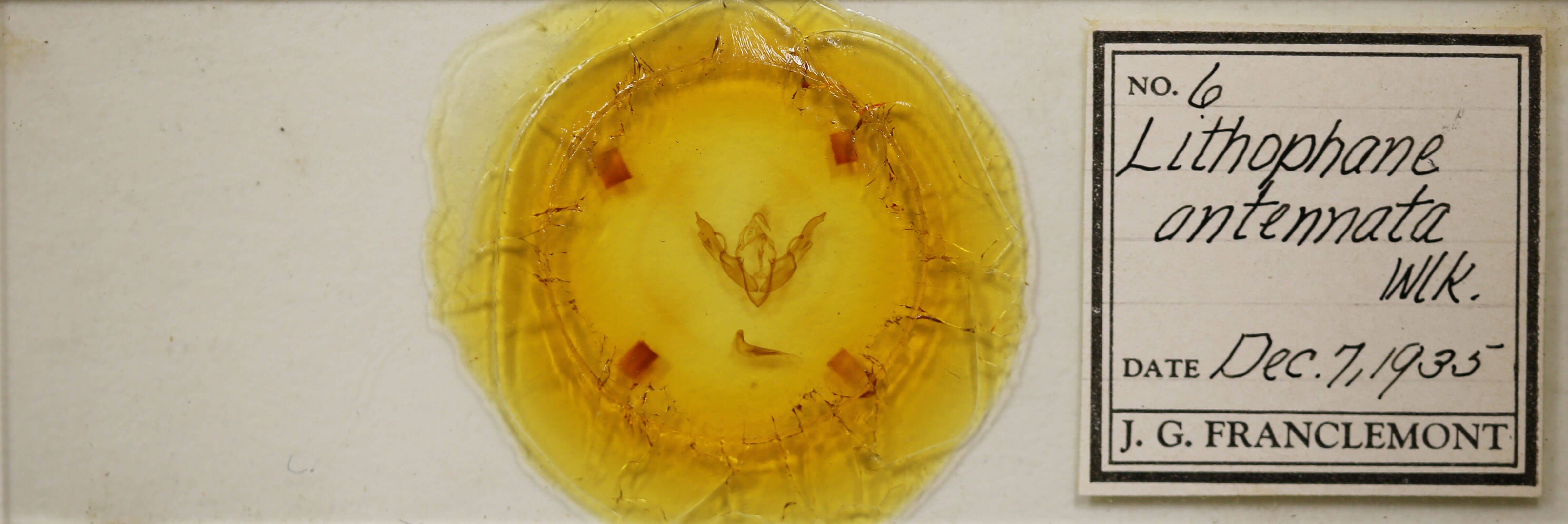 slide view of adult Lithophane antennata