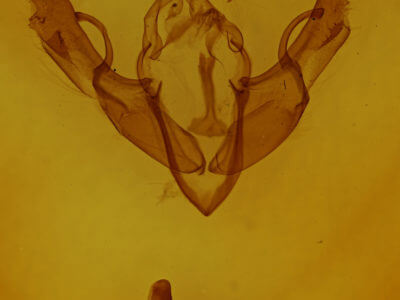 genitalia view of adult Lithophane antennata