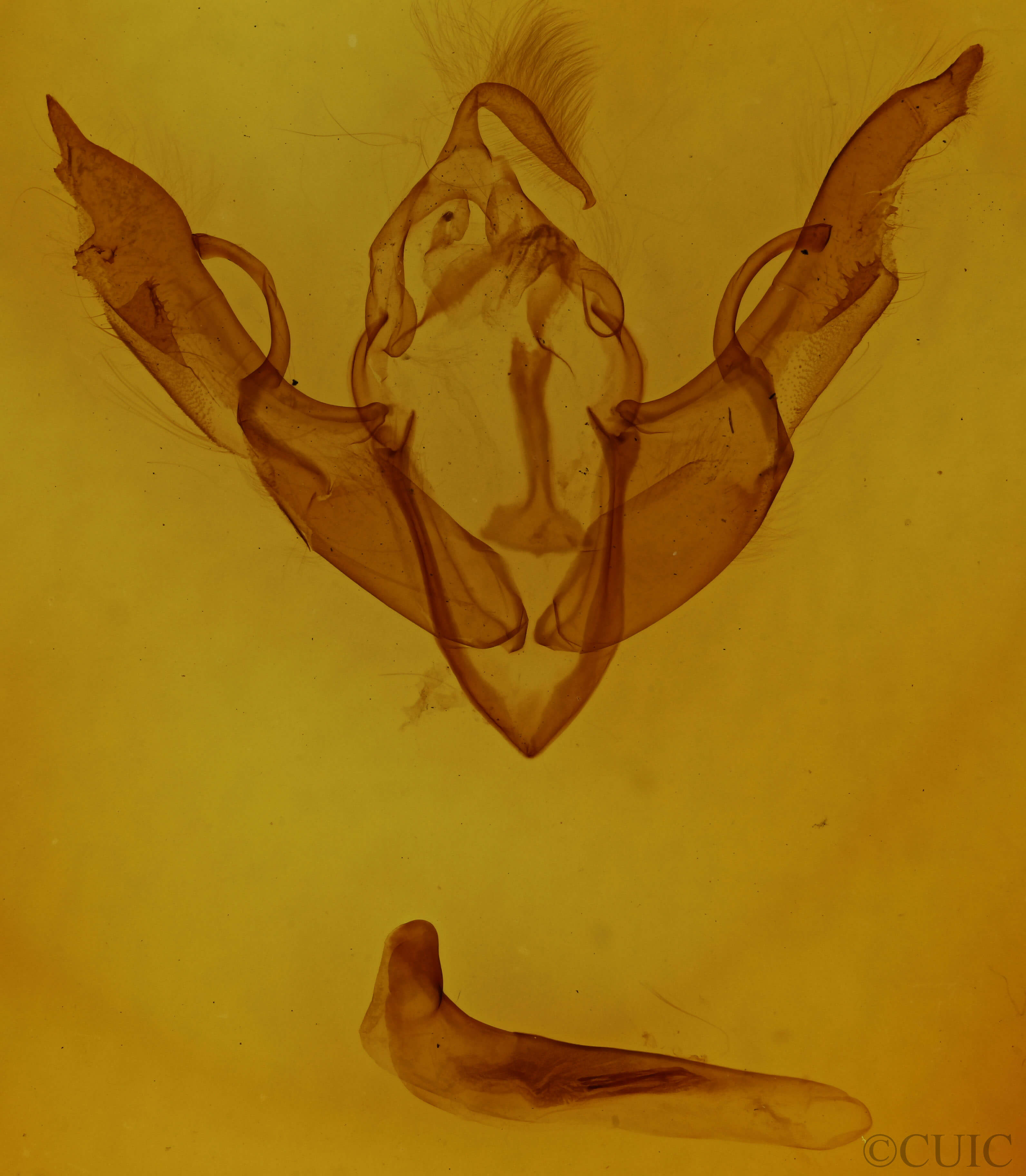 genitalia view of adult Lithophane antennata