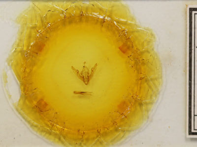 slide view of adult Lithophane disposita