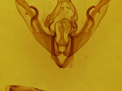 genitalia view of adult Lithophane disposita