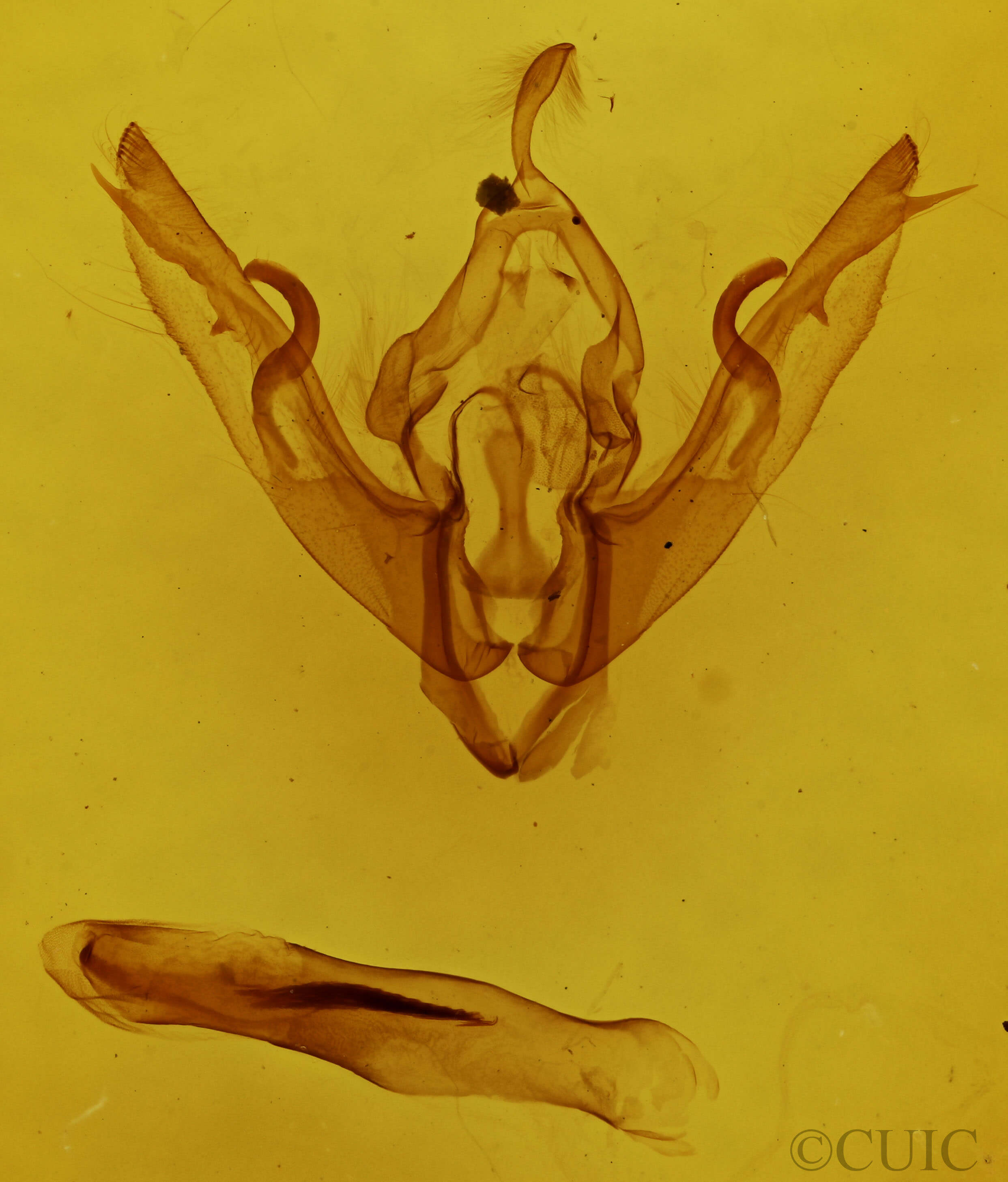 genitalia view of adult Lithophane disposita