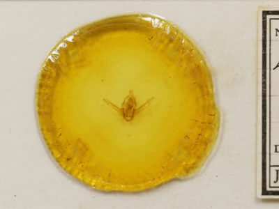 slide view of adult Lithophane furcifera