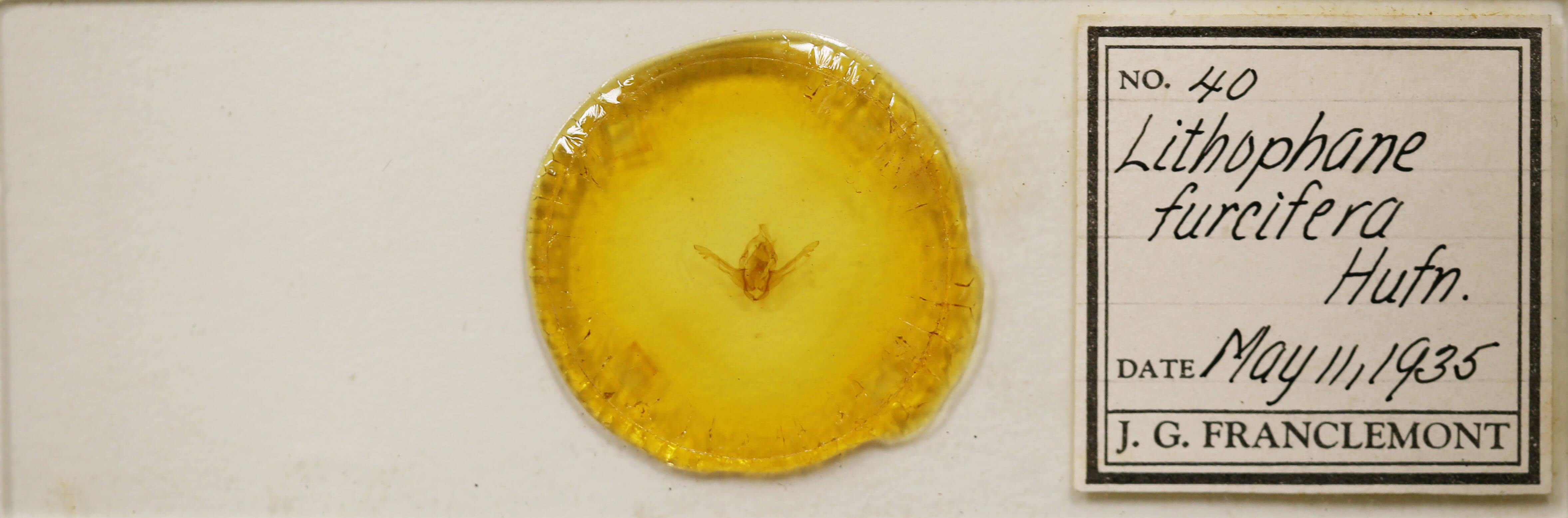 slide view of adult Lithophane furcifera