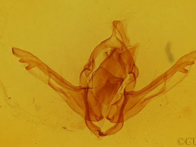 genitalia view of adult Lithophane furcifera