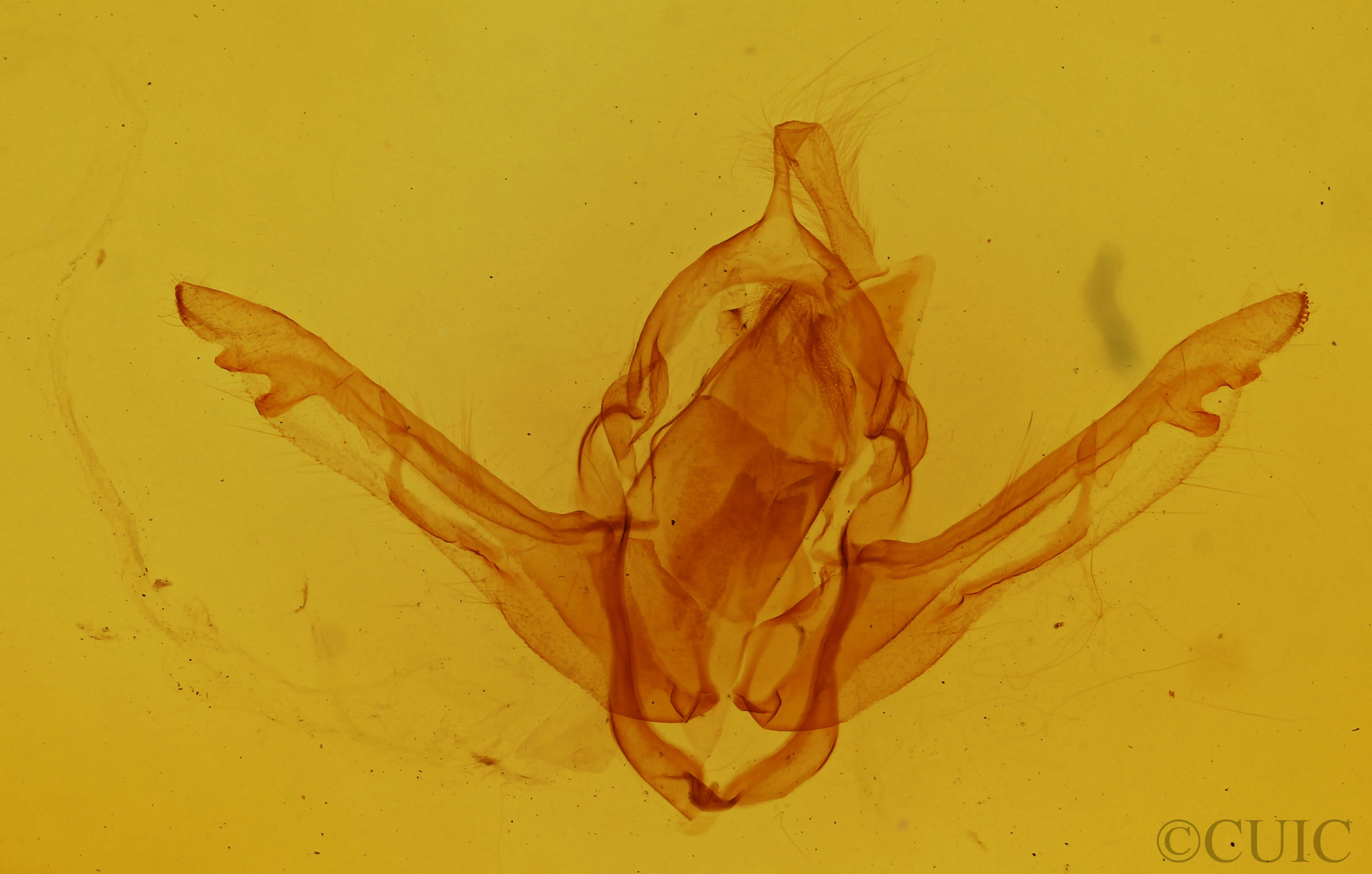 genitalia view of adult Lithophane furcifera