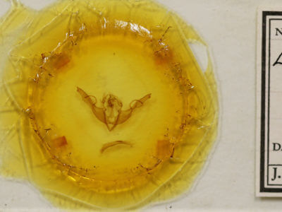 slide view of adult Lithophane grotei