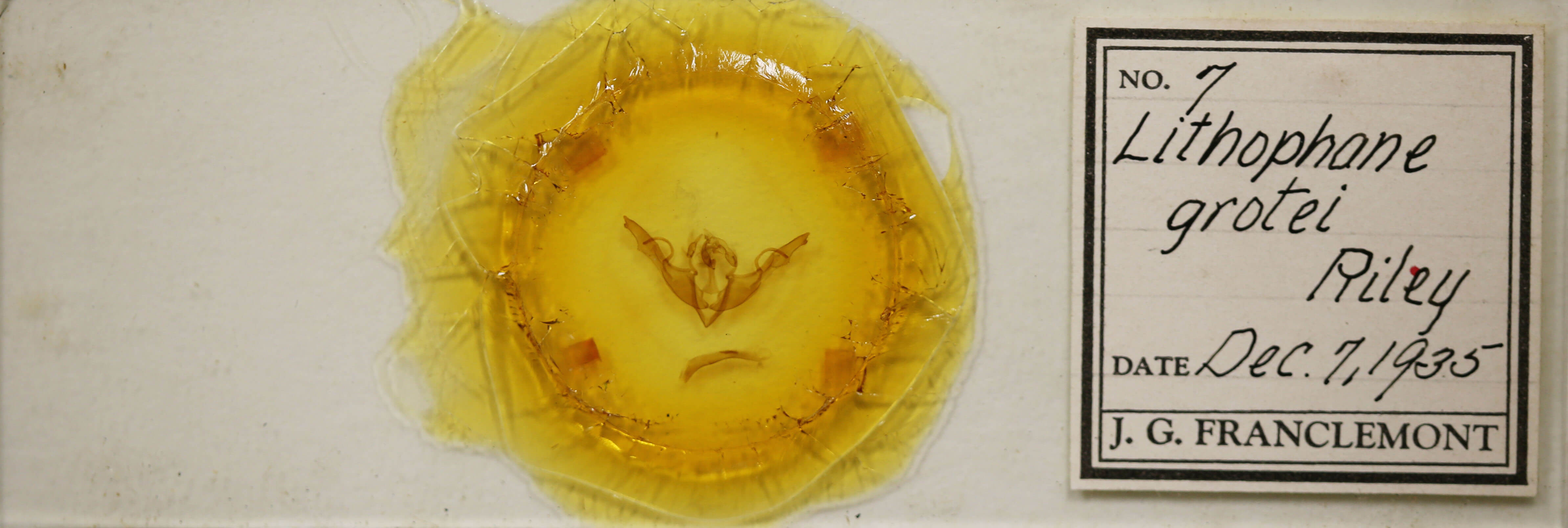 slide view of adult Lithophane grotei