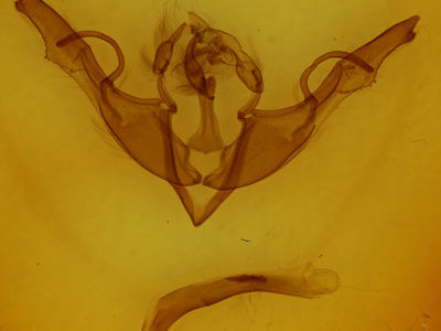 genitalia view of adult Lithophane grotei